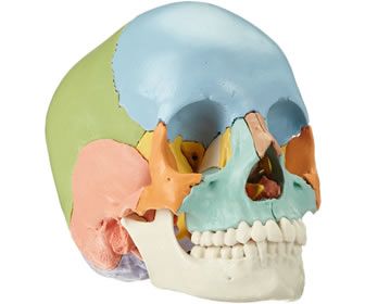 cranio-scomponibile-didattico